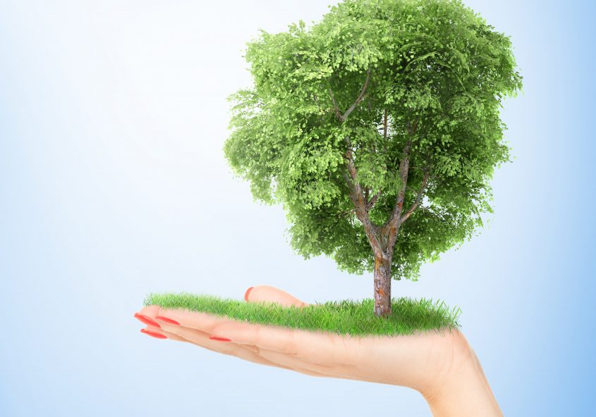 The Benefits of Plants in the Office